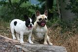 BOULEDOGUE FRANCAIS 1304